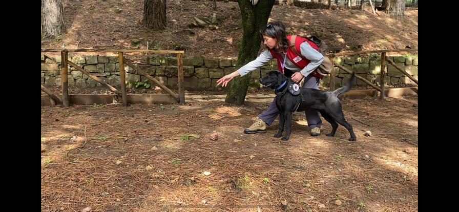 Comune, Castelbuono Ambiente e associazione Pachamama presentano Bee, il cane specializzato nella raccolta della plastica abbandonata